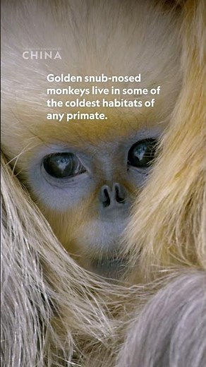 How do golden snub-nosed monkeys survive the brutal cold? 🥶 #HiddenKingdomsofChina
