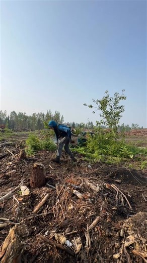 FAQ #51: What is the ideal distance between trees? Answer: The ideal distance between trees when planted depends on various factors such as the species of tree, the soil conditions, climate, and the desired outcome (ex: shade, windbreak, aesthetics, reforestation). However, as a general guideline, spacing trees about 6 to 12 feet apart is common for many species. For larger trees, you may need to space them further apart to accommodate their mature size. It’s best to consult with a local arboris