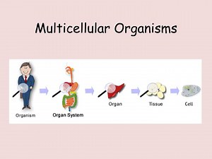 PPT - Multicellular Organisms PowerPoint Presentation, free download - ID:2661953