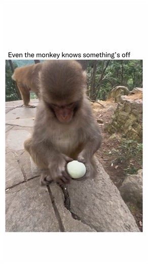 Briefly Explaining on Instagram: "Monkeys are impressively intelligent animals, capable of problem-solving, social manipulation, and even basic tool use, though their intelligence varies by species. Some, like capuchins and macaques, can learn to use sticks to get insects from tree bark or crack nuts with stones, while others can understand simple numerical concepts and even learn sign-like symbols to communicate. They have strong memories, can recognize themselves and others, and form complex s