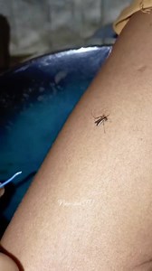 29K views · 103 reactions | Mosquito killer #highlights | Niko Vibes TV | Facebook