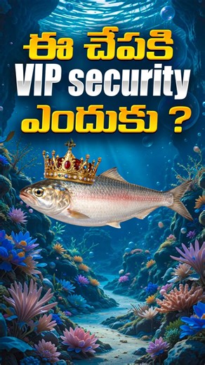 చేపకి VIP security ? #facts #intrestingfacts #factsdaily #fact #factintelugu #telugufacts #knowledg