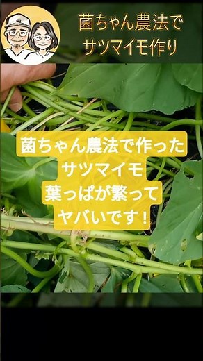 菌ちゃん農法でサツマイモ。葉っぱがとにかく旺盛なので、つるボケが心配です。株の根元の太さもご覧ください！ 3-B号畝です。 #家庭菜園#有機栽培