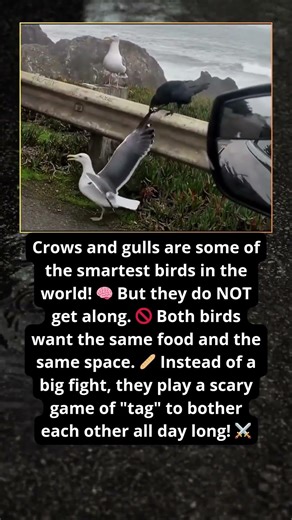 Crows and gulls are two of the most intelligent birds alive and they clash constantly