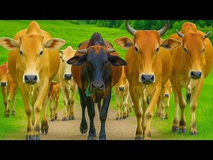 Video Mengiring Sapi Lembu di Desa Gembala Menuju Ke Kandang Peternakan Hewan Ternak - Bunyi sapi