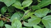 jumping stick insect walking on a the lush vegetation of the...