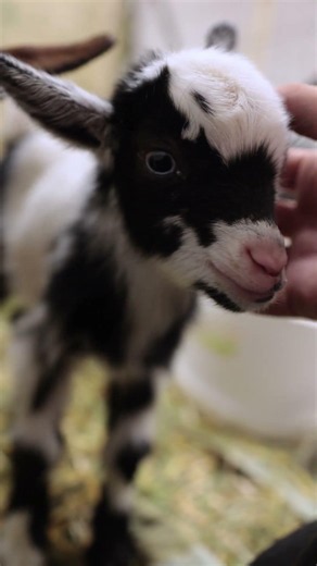 Help name our newest baby goats 🐐❤️ Drop your best below we’re choosing our favorites! #kamloops