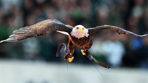 The Tennessee eagle in that now famous Budweiser commercial
