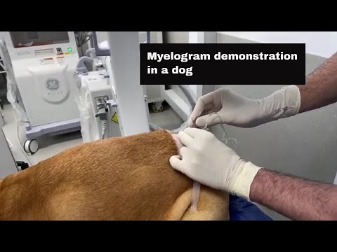 Live stream myelogram in a dog