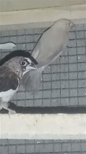 Red banglies and fawn java chicks #views #trending #trendingshorts #viralshorts#followforfollowback