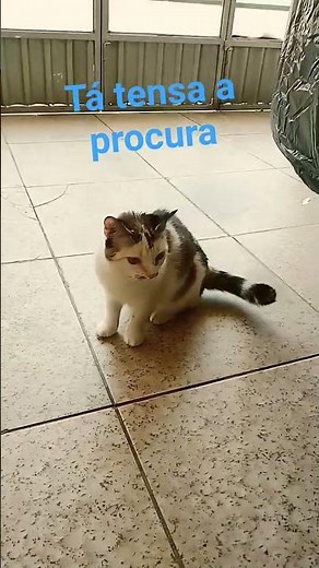 11 de novembro de 2025