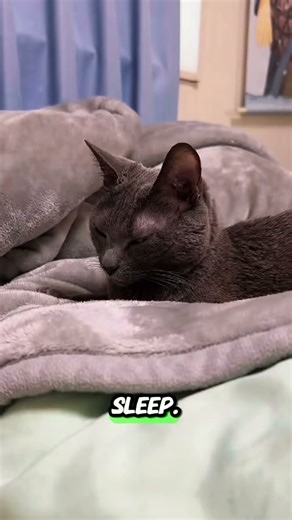 #sleepycat #lazycat #funnycats #catshorts #mood #petshorts #catlife #meow