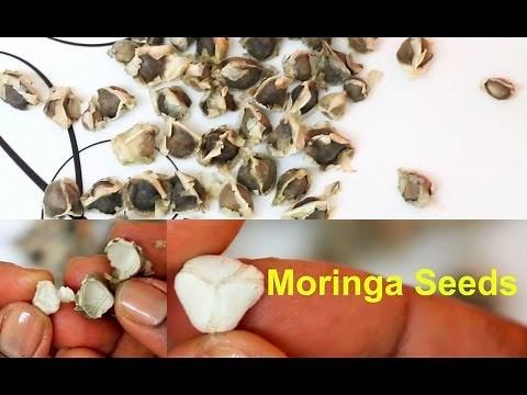 Moringa Seeds Health Benefits | How to Eat Moringa Oleifera Seeds