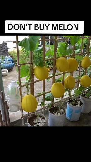 How to Grow Melon in Plastic Bucket: Complete Guide