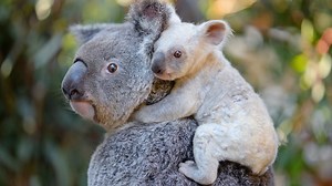 Rare baby white koala looks for a name on Facebook