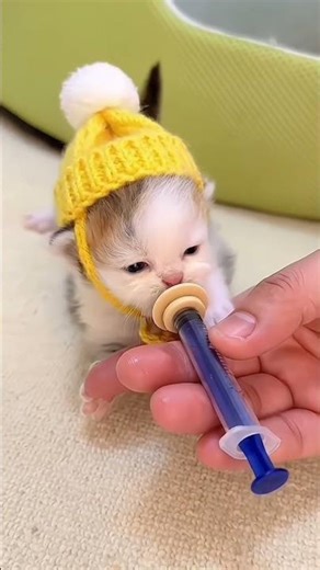 Bottle Feeding Newborn Kittens #shorts #youtubeshorts #trending