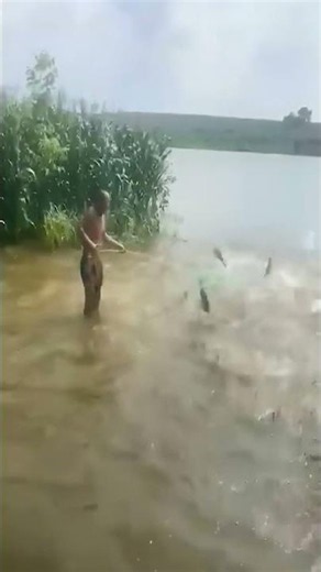 how to catch fish with a net #fishing #net #fishvideo