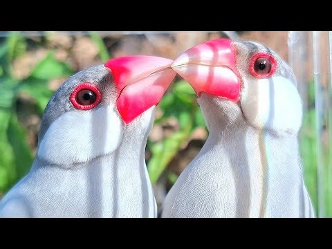 My java sparrows sings very loudly, and its singing is truly amazing. Does your bird like it?