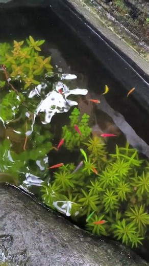 Rainy Vibes on a GloFish Tetra Pond #aquascape #aquarium