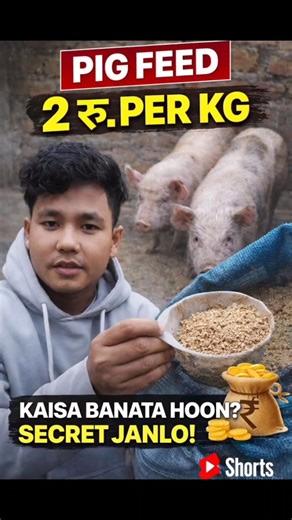 pig feed low price #pigbreeding #pigfarming #pigfarmvideo #pigfeed #pigfeet