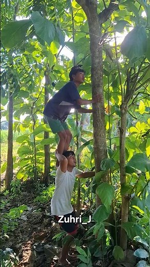 The turtle dove was successfully caught