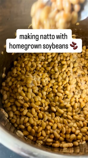 Plantiful Farm on Instagram: "I just finished making a fresh batch of natto at home, starting with my very own homegrown soybeans, and the result is a savory, slimy success 🫘 🤤 Most people know soybeans for: • Tofu: Separated proteins and fats coagulated into a block. • Tempeh: Whole beans fermented with a white fungal mycelium. But Natto? This hidden gem is whole soybeans pressure-cooked (35 min in the Instant Pot!) that I drained and let cool to about 100F. Then I fermented them with a natto