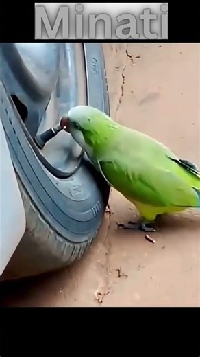 Brilliant parrot! #parrot #denzelwashington