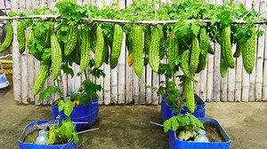 MILLIONS Don't Know THIS Crazy Bitter Gourd Growing Hack! | Great DIY Idea