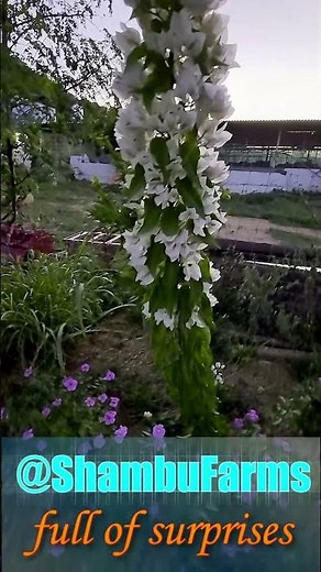 🌸 One Stem, Endless Beauty 🌿 White Bougainvillea in Full Bloom