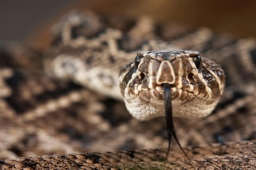 Alabama’s most rattlesnake‑filled area, according to World Atlas