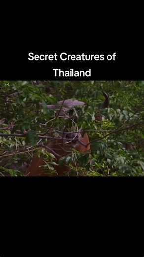 Secret Creatures of Thailand Hindi Documentary #animals #wildanimals #Jungle #documentary #wildlife