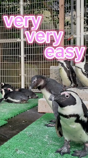 ケープペンギンの魅力と成長過程