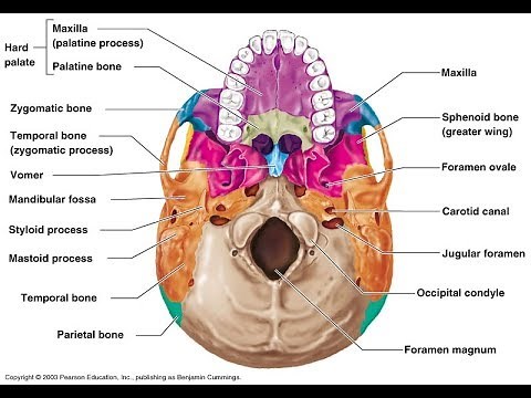 How To Memorize A Diagram With A Memory Palace (Anatomy )