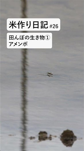 米作り日記 #25｜田んぼの生き物①アメンボ #田んぼ #米作り #田舎暮らし #nature #shorts