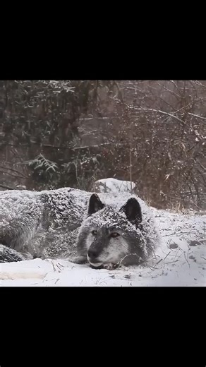 wolves content on Instagram: "Pure beauty 😍🐺🥶 #wolves.content #wolves #wolf #wolfdog #wolfpack #wolvesofinstagram #wolflover #wolfdogsofinstagram #wolflovers #nature #lovewolves #wolfhybrid #wolfstagram #wolfdogs #animals #premierleague #instawolf #wolfs #worldofwolves #football #wolverhampton #wildlife #dog #wolflove"