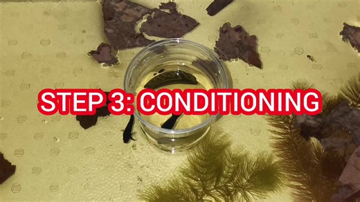How to Breed Betta Fish Successfully — Full Step-by-Step Guide