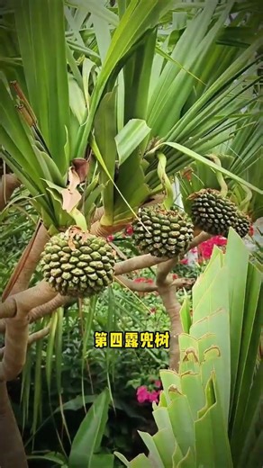 Unlock the Wild Treasure: Spot These 5 Grass Types