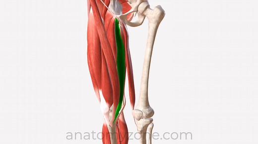 Gracilis - Origin, Insertion, Action, 3D Model | AnatomyZone
