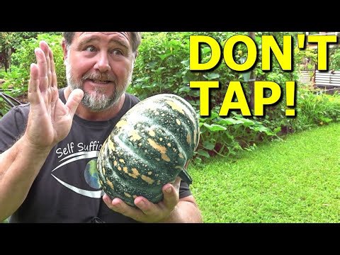 Instead of TAPPING a Pumpkin Do These 5 Things to Check for Ripeness