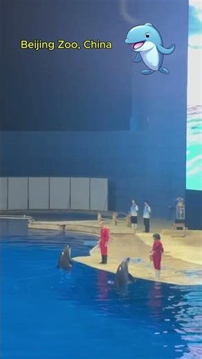 You Won't Believe This Dolphin Trick!