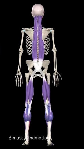 Muscle & Motion | The Anatomy Trains are fascial and myofascial connections throughout the body, giving you the ability to view the body as a chain... | Instagram