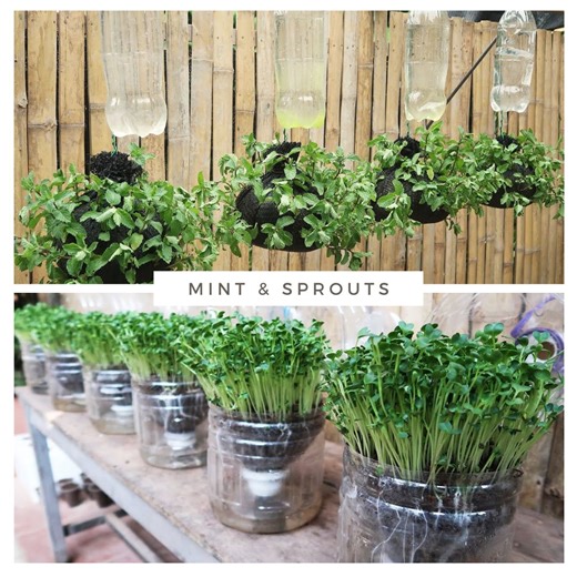 638K views · 5.2K reactions | Create a Hanging Mint Garden with Easy Plastic Bottle Sprout Ideas | DIY Balcony Garden | Facebook