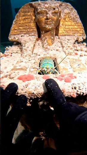 POV: A Mantis Shrimp Attacked Me For This Pharaoh’s Treasure!