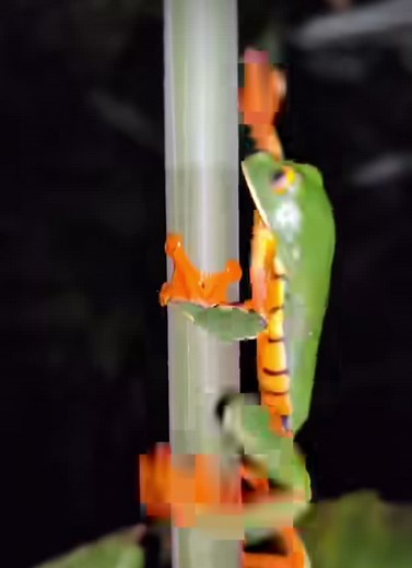 '◡' #frog #frogs #frogtok #frogtiktok #froggy #treefrog #rainfrog #pacmanfrog #milkfrog #toad #pet #animals #nature #creek #river #cute #aw #adorable #wholesome #hope #smile #love #wlw #pride #gay #crystal #squidward #funny #lol #meme #fyp #fypシ #fypシ゚viral #foryou #foryoupage #foryourpage #gummyfrog #ribbit #croak #frogs