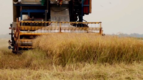 Innovative Techniques Behind Fruit and Vegetable Farming