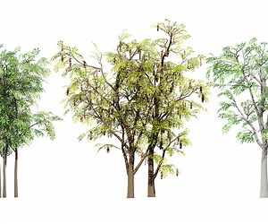 ArtStation - South African Acacia Brevispica | Resources