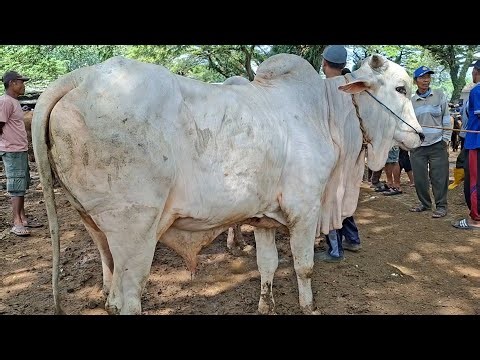 19.500✅️JANTAN SIAPAN QURBAN||rame pol polan||pasar sapi jatirogo