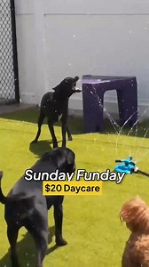 🐾Sunday Funday for just $20! Only at our daycare!🎉 This Sunday, let your pup enjoy a day packed with fun at our daycare! Your dog will experience safe, supervised playtime, socialization, and lots of love. Spots fill up fast! Reserve your dog’s place for Sunday Funday now. 🐶 | Bay Paws