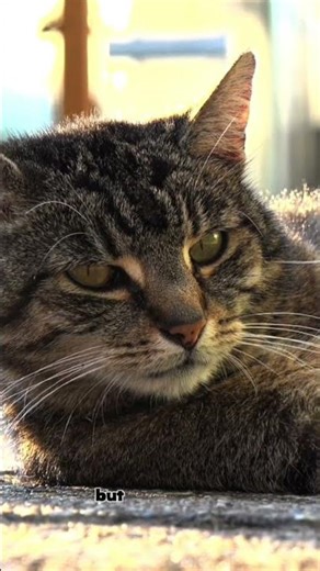 Why do cats stare at nothing? 🐱👀 #cat #cute #curiosity