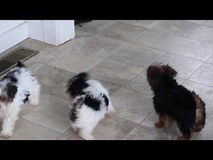 Yorkie Puppies For Sale